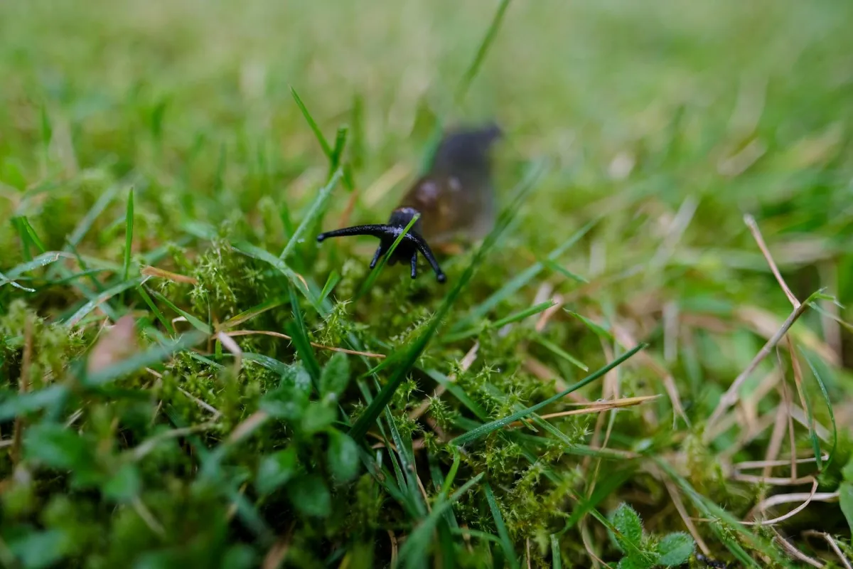 A slug on a grass
