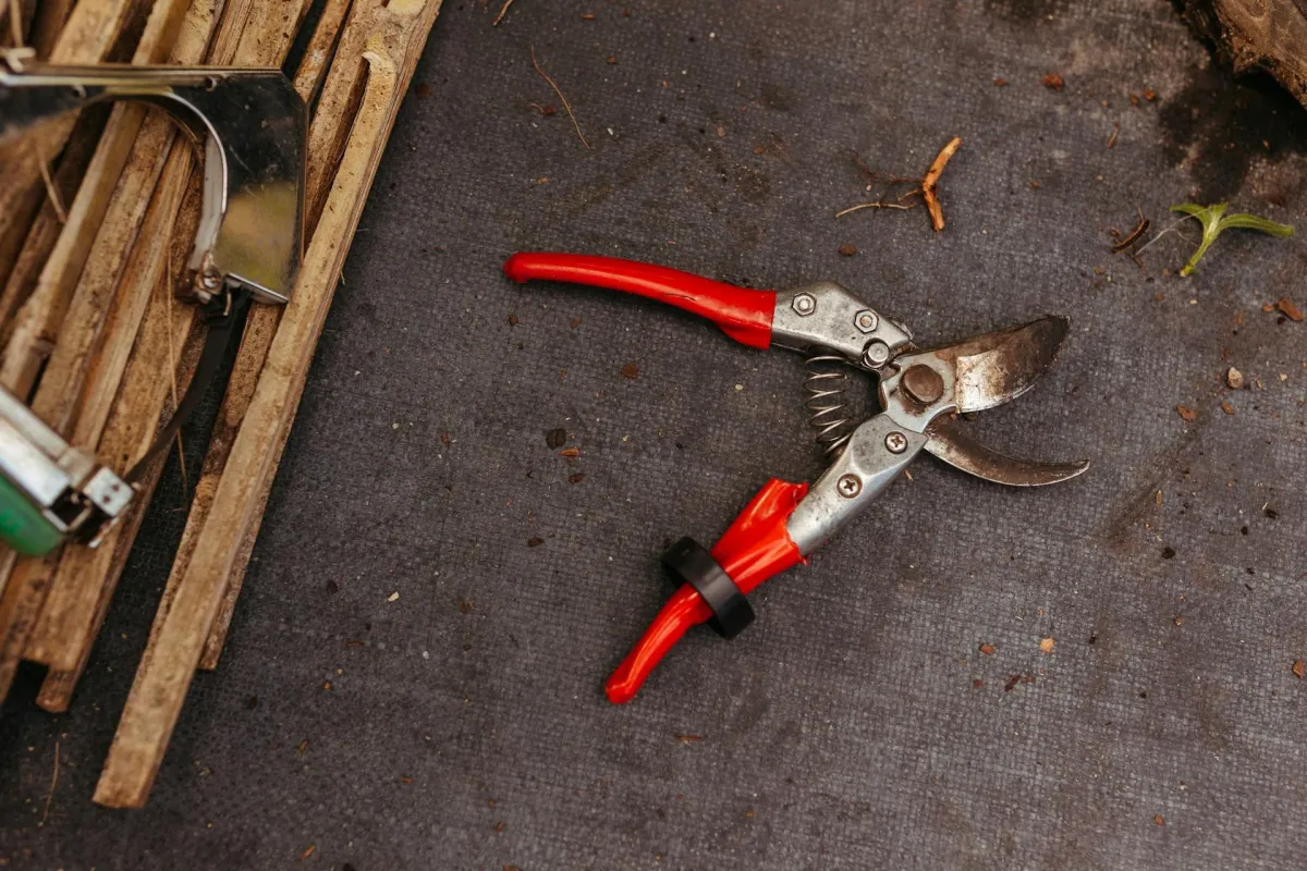 A red pair of shears