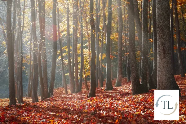 A forest, showing tree trunks and fall leaves covering the ground