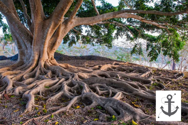 A tree with roots exposed