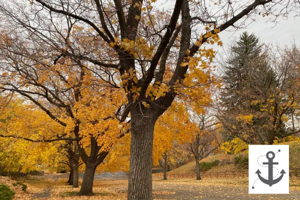 A road lined with trees and fall leaves