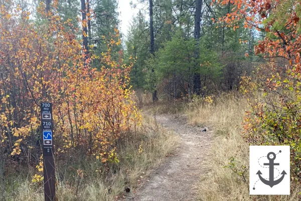 A dirt hiking trail with folliage