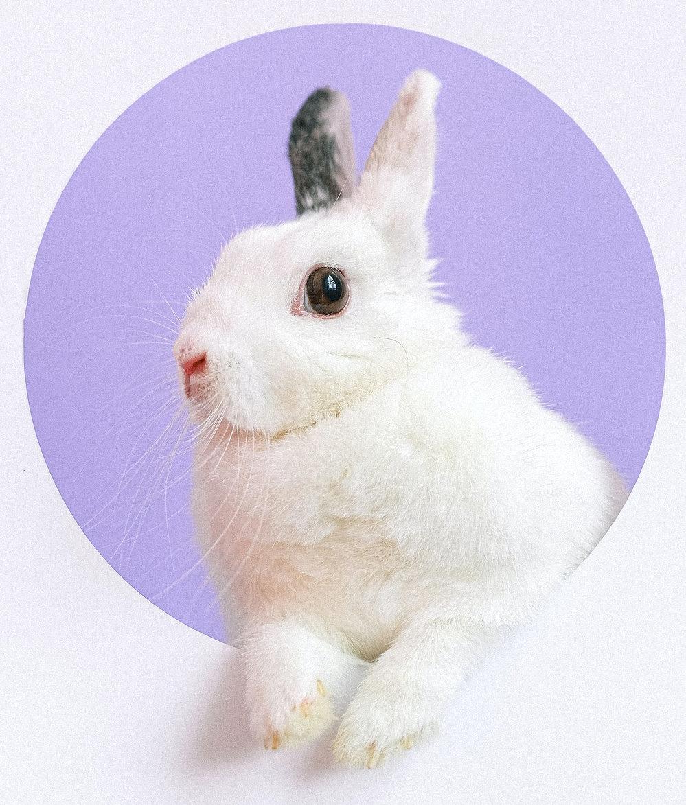 white rabbit