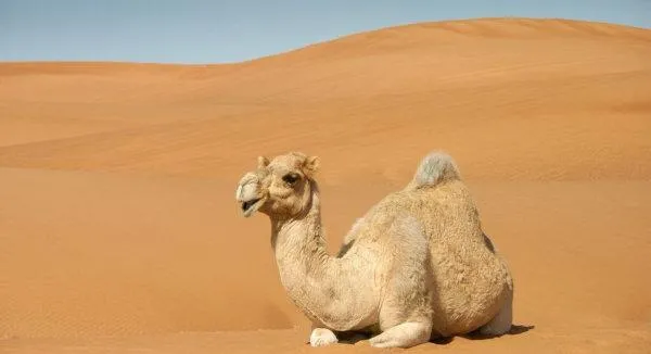 a camel sitting in the desert