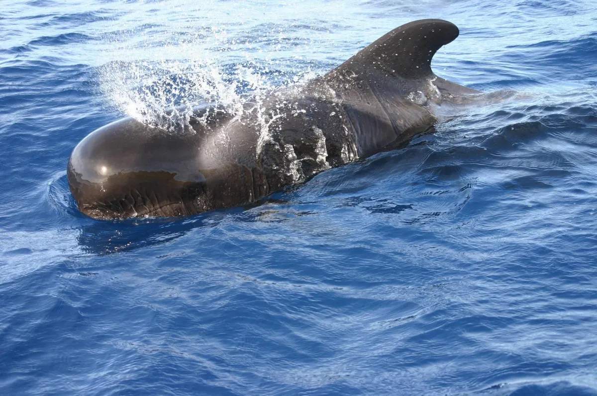 Whale
