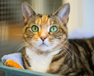 cat in shelter