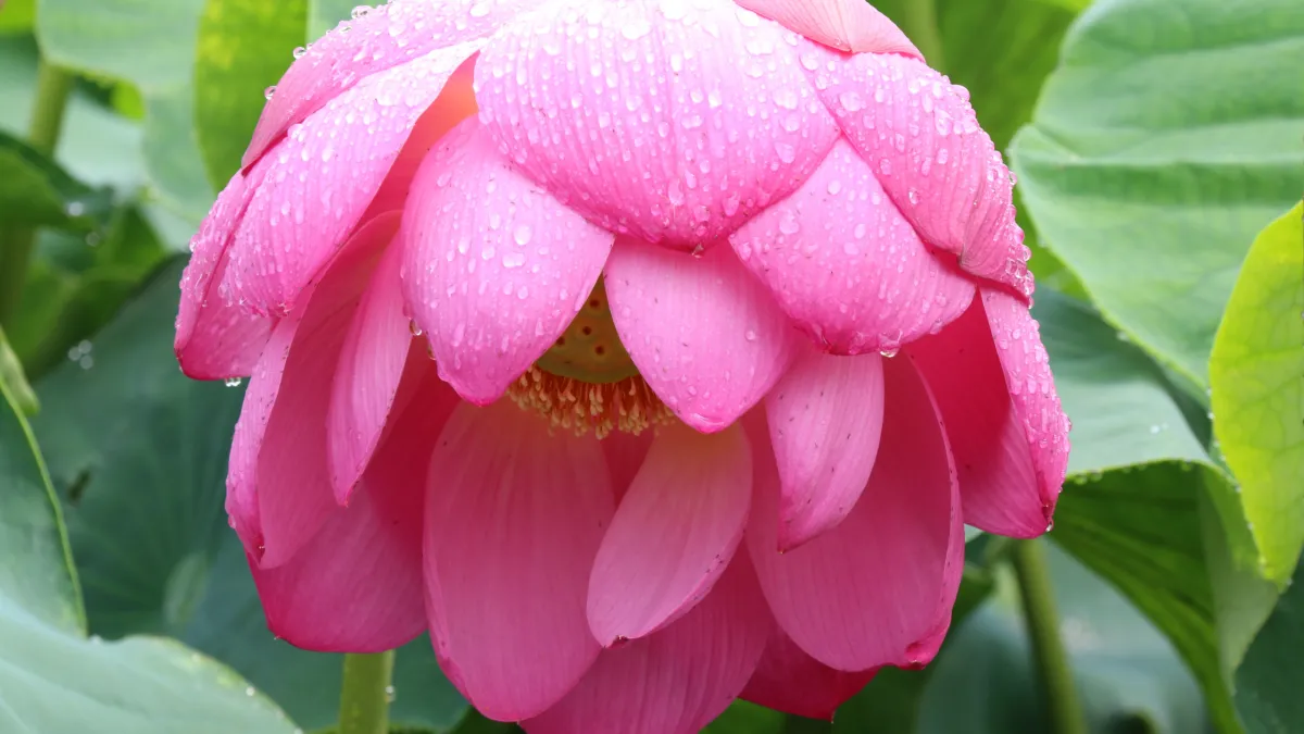 A large, downturned peonies flower, bright pink, wilting in the weight of the drops of the rain, the background is blurred green leaves.