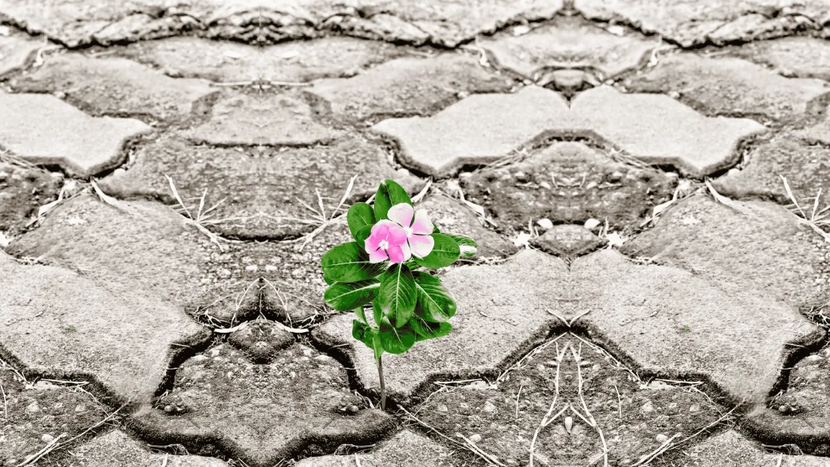 Harsh grey scale brick path. A lone light pink flower growing and blooming through the crack. 