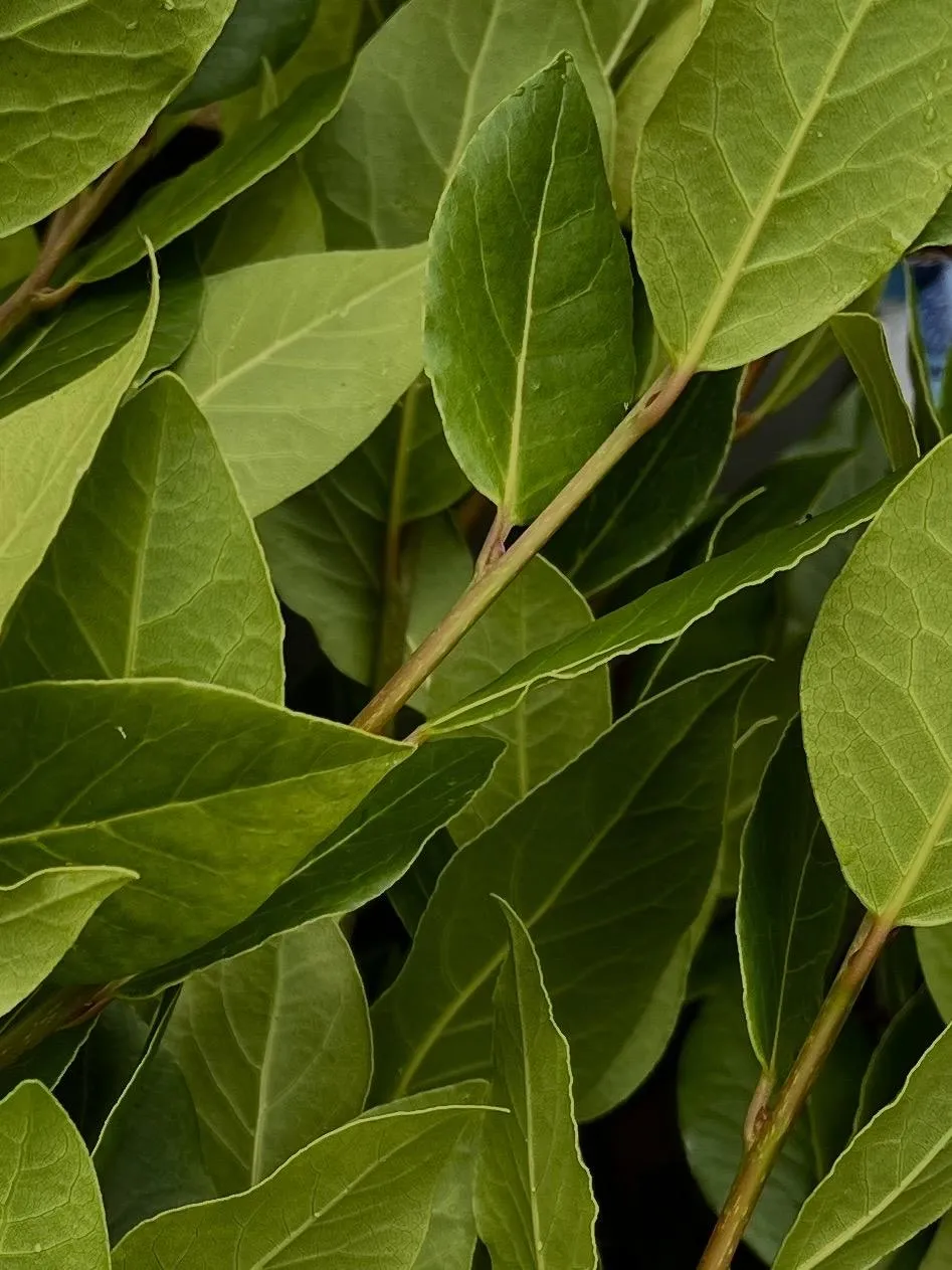 The Leaves of the Bay Laurel