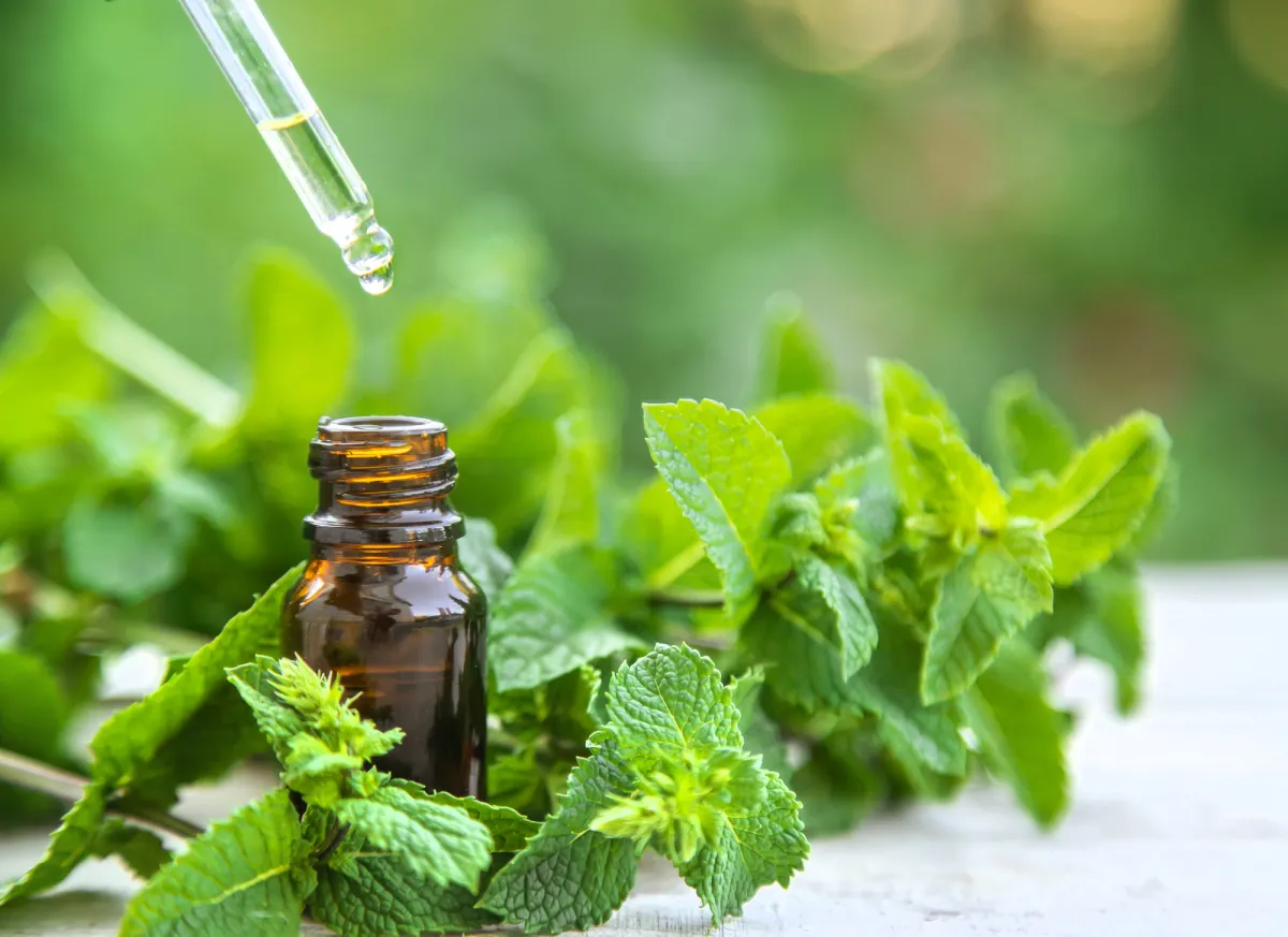 peppermint plant and essential oil