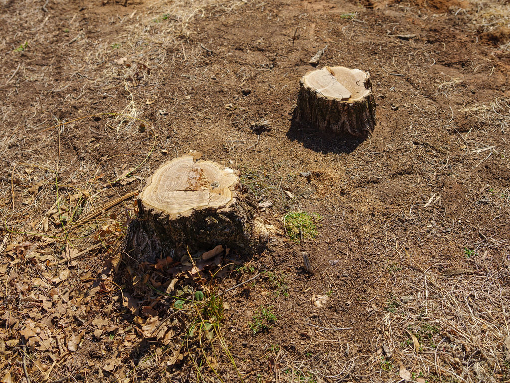 Tree-Stumps-Ready-For-Removal
