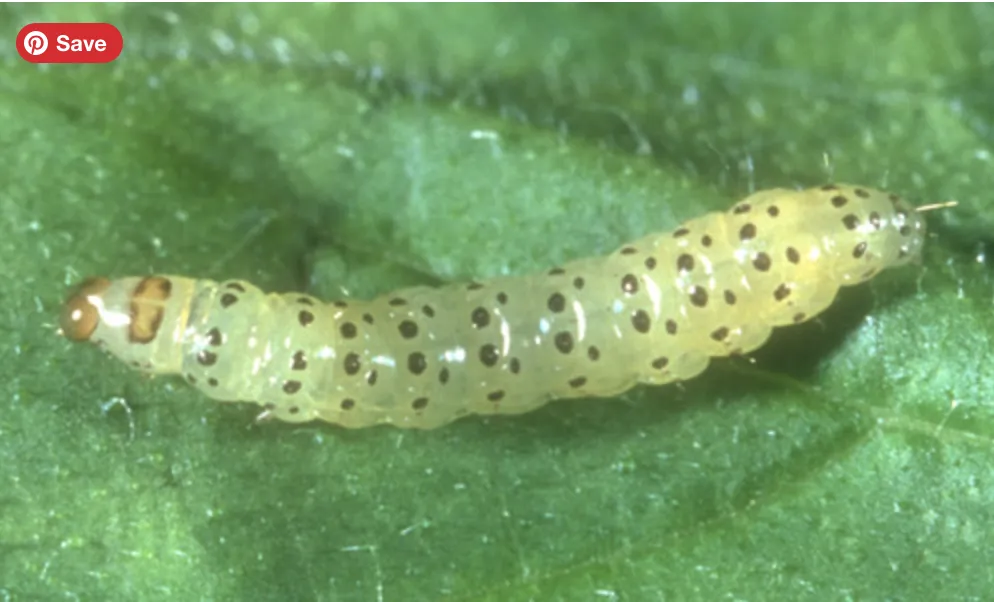 Picture of pickleworm
