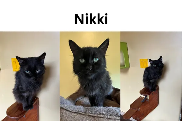 Black tabby cat