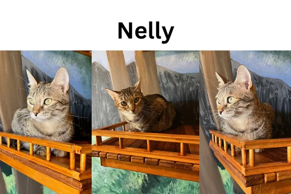 Nelly the tortie