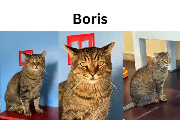 Boris the cat