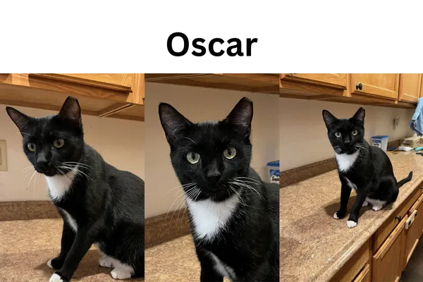 Oscar the cat