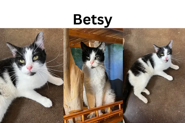 Betsy the cat