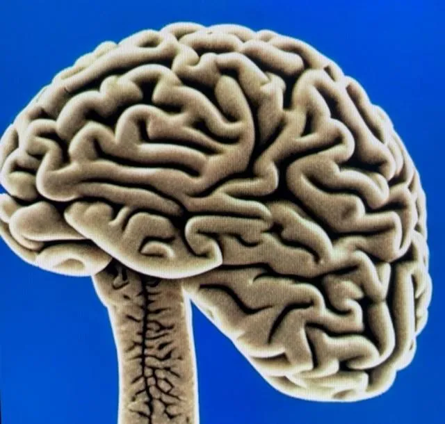 An Image of a brain and the brain stem