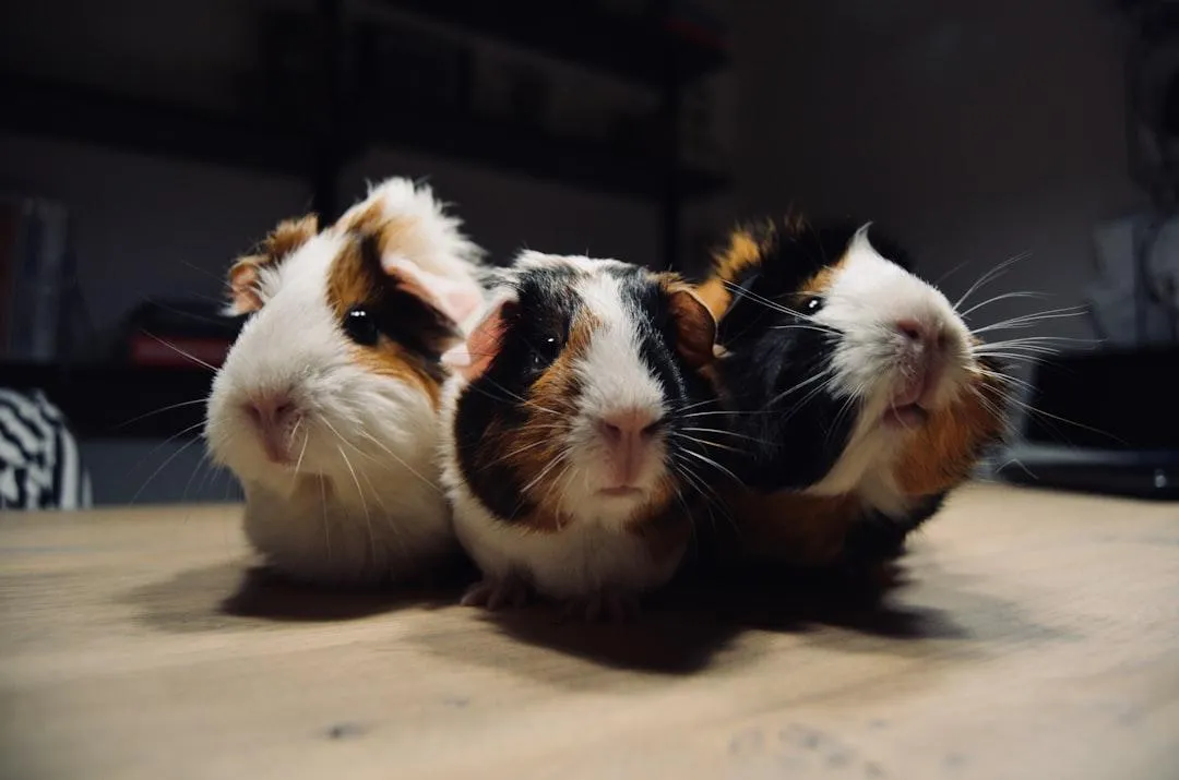 three hamsters
