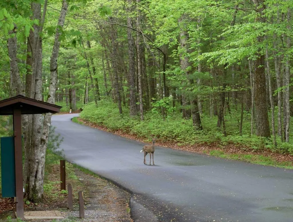 Sherwood Forest, Charlotte, NC