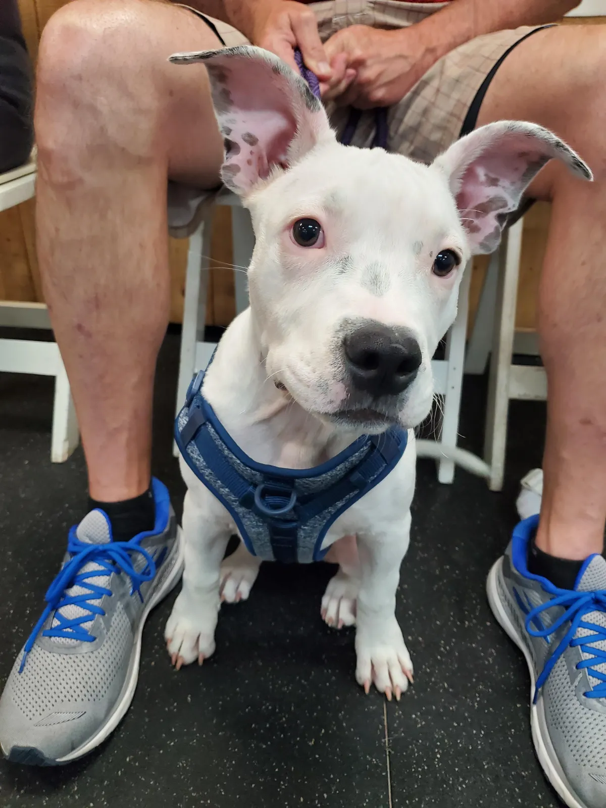 Puppy in class
