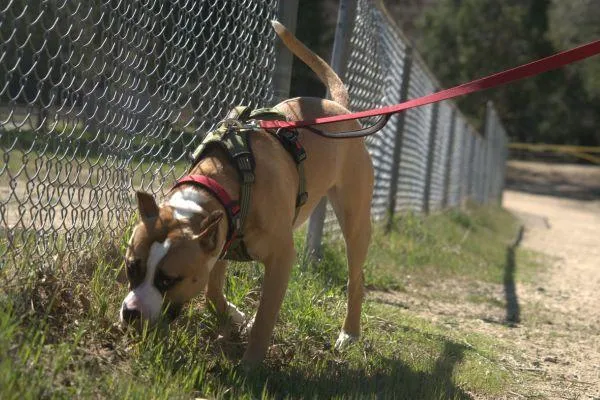 Dog sniffing on a walk