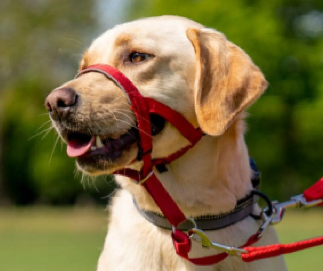 Le licou pour le chien