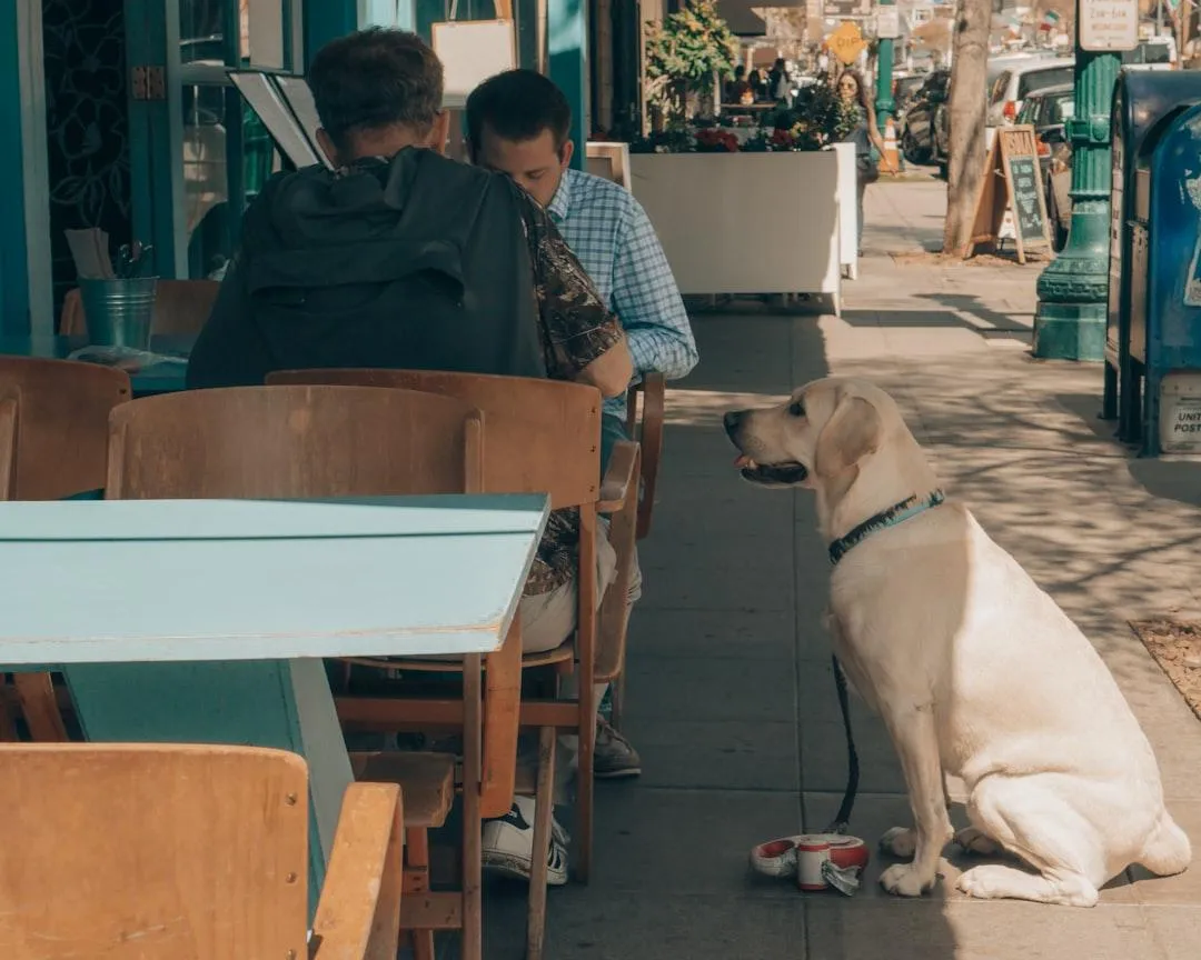 Le chien qui quête à la table