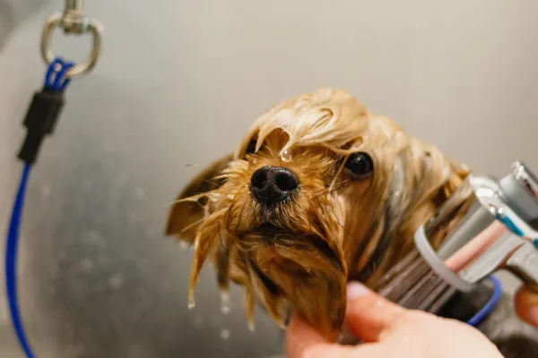 Dog Grooming Myths Busted: What Every Pet Owner Should Know