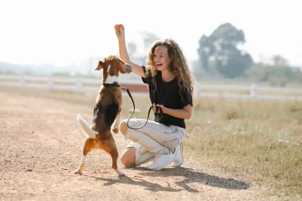 Dog playing during summer