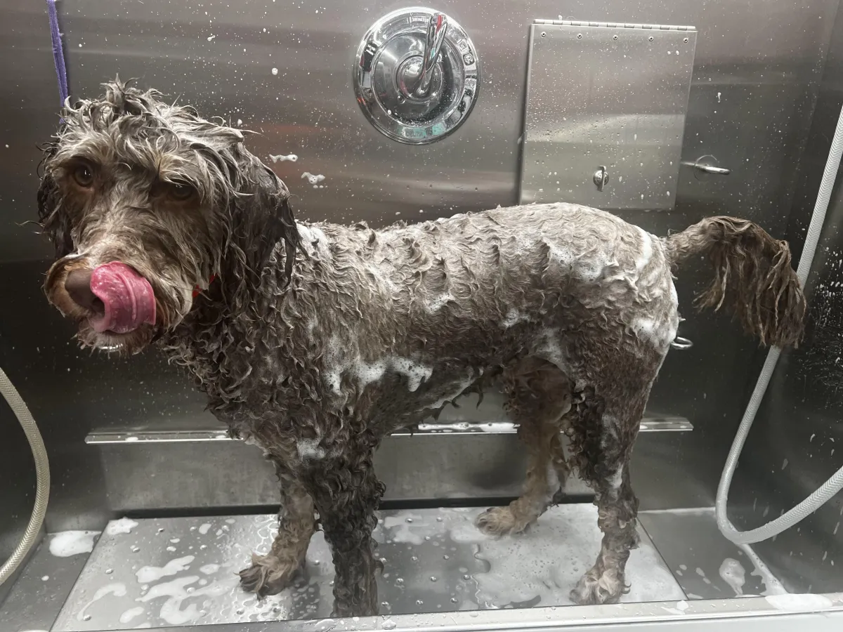 flea and tick prevention