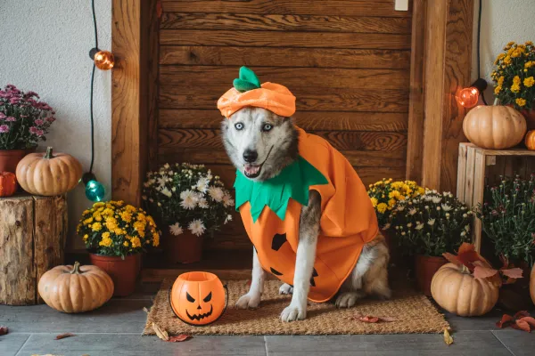 Should Your Dog Wear a Halloween Costume?