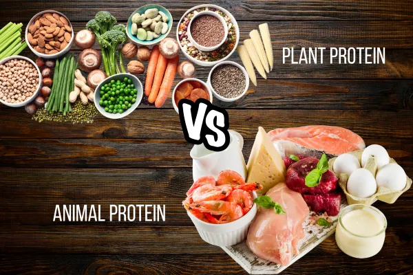 animal vs plan protein