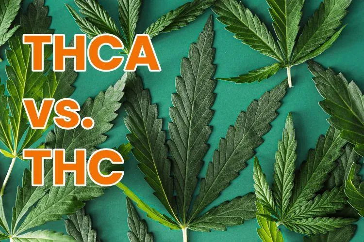 THCa flower and products – Understanding the benefits and differences from THC.