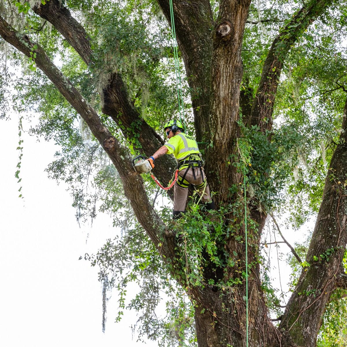 Tree Trimming Gainesville