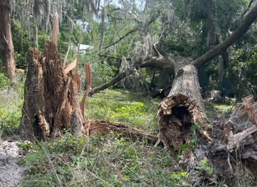 fallen tree storm