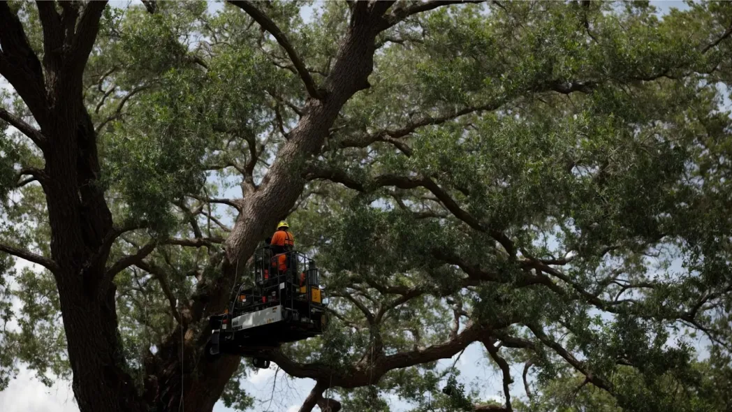  Expert Tree Trimming and Removal in Gainesville