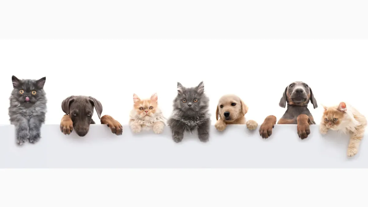 Can I Give Cannabis to My Pet?