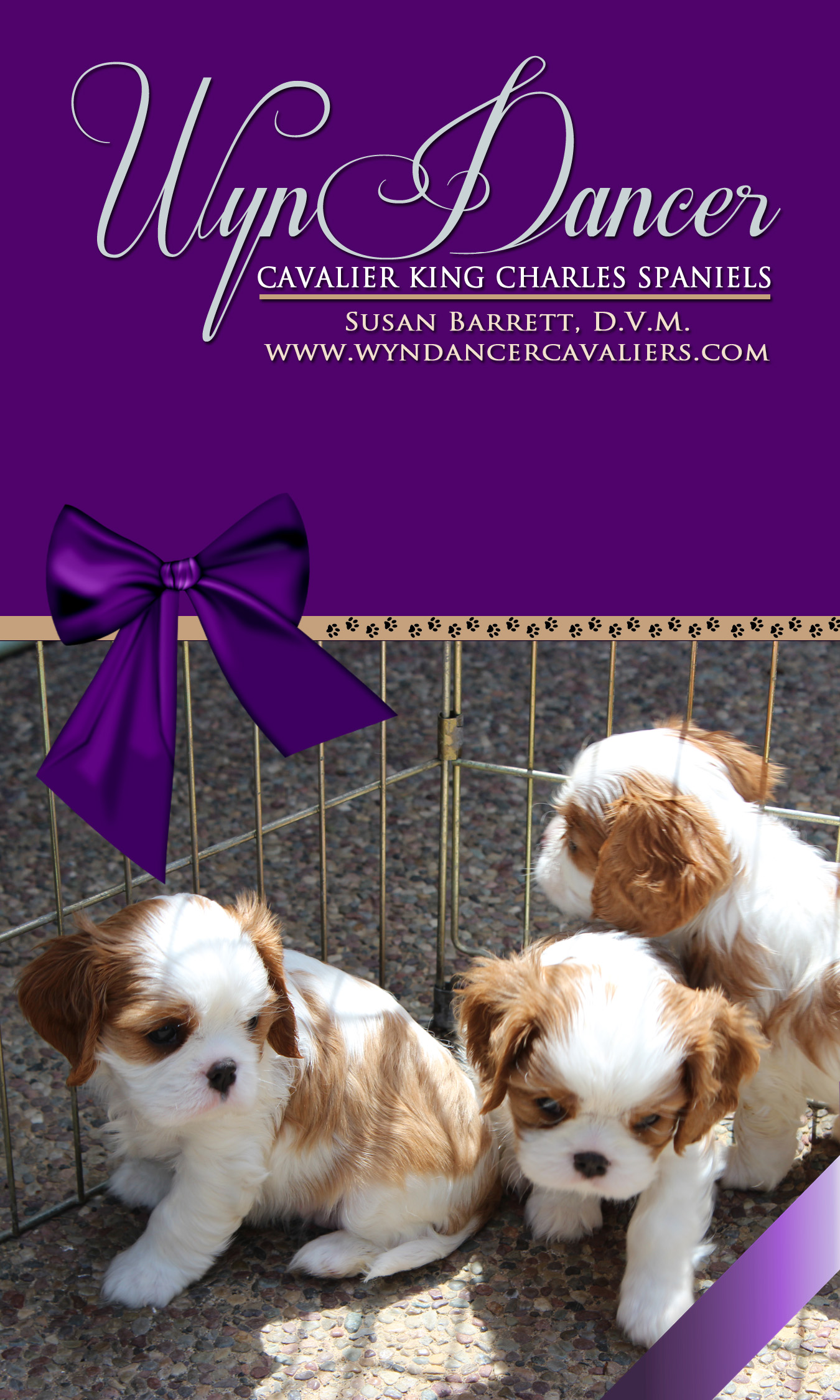 WynDancer Cavaliers Oakland COTWWynDancer Cavaliers Oakland COTW