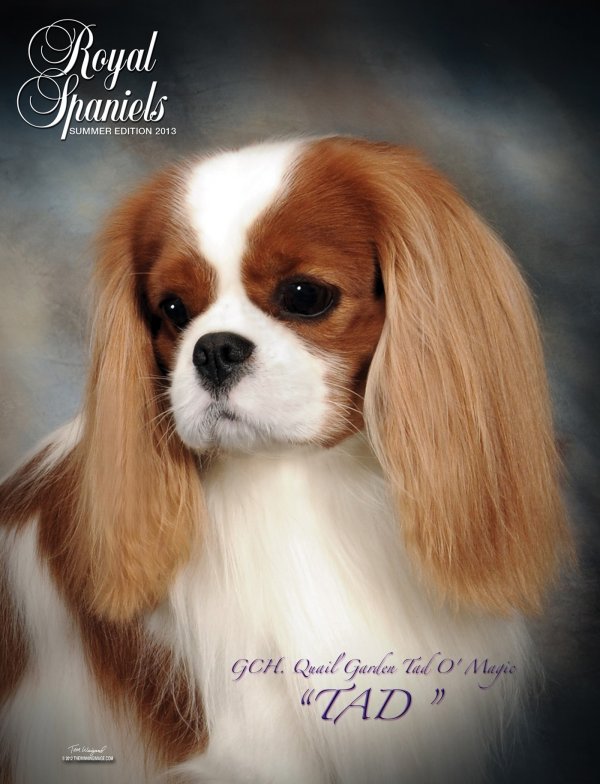 Advert: Tad RoyalSpaniels