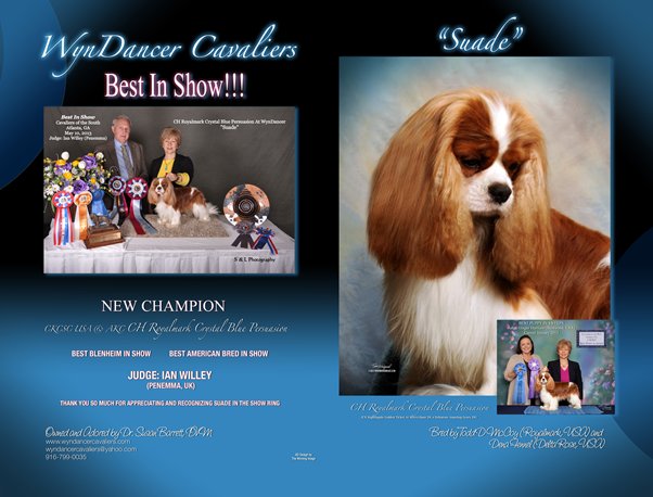 Advert: Suade BestInShowNew