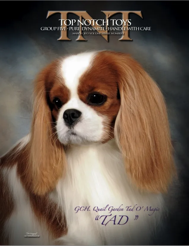 Advert: Tad TopNotchToys