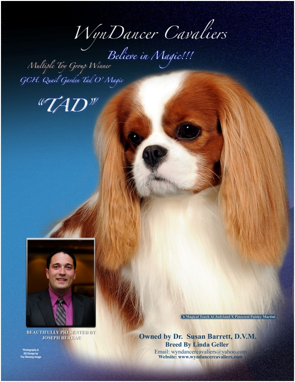 Advert: Tad MultipleToy2