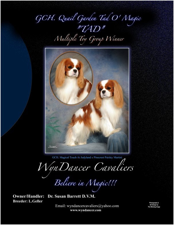 Advert: Tad MultipleToyBelieve