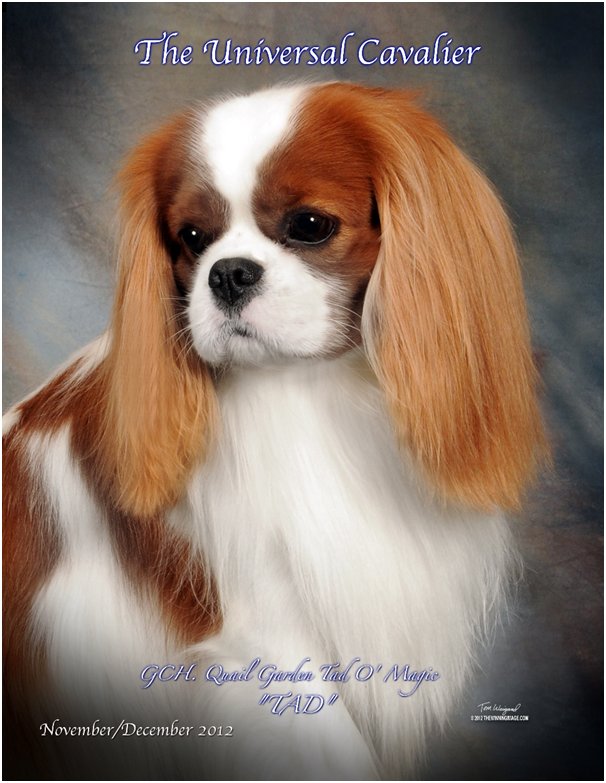 Advert: Tad UniversalCavalier