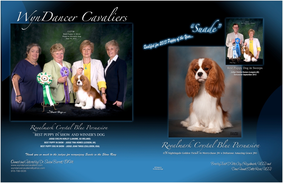 Advert: Suade PuppyOfYear