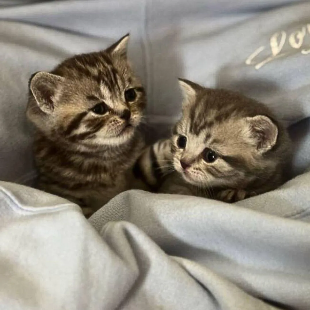 Two Scottish Fold Kittens Wrapped in a Blanket