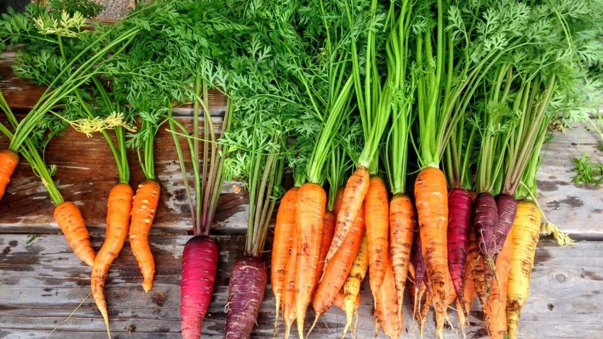 multicolor carrots on wooden table