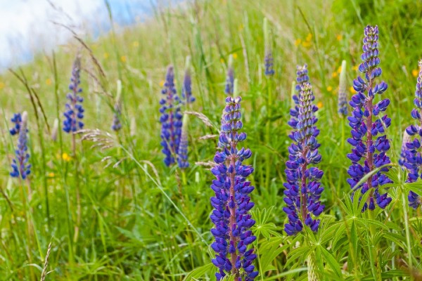 Where Wildflowers Whisper — The Hidden Beauty of Montana Hill Guest Ranch