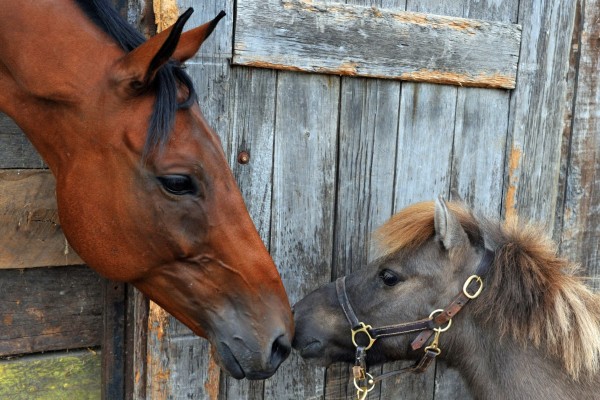 A Horseback Riding Adventure at Montana Hill Guest Ranch